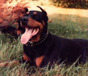 toby.jpg (20413 bytes)