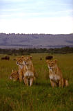 lionesses.jpg (3745 bytes)